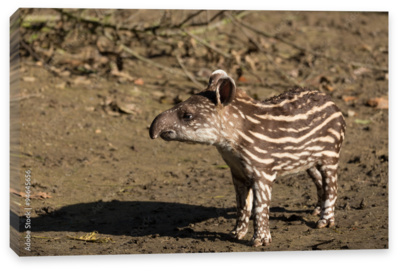 Тапиры спариваются на природе крупным планом