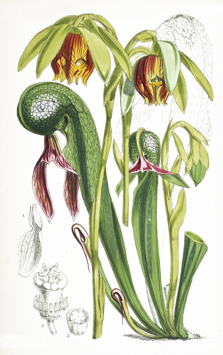 Дарлингтония Калифорнийская Ботанический рисунок