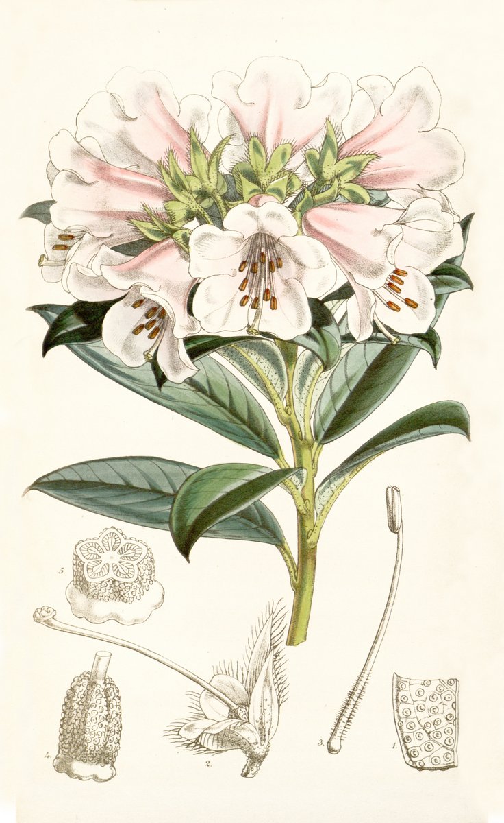 Рододендрон Ботаническая иллюстрация