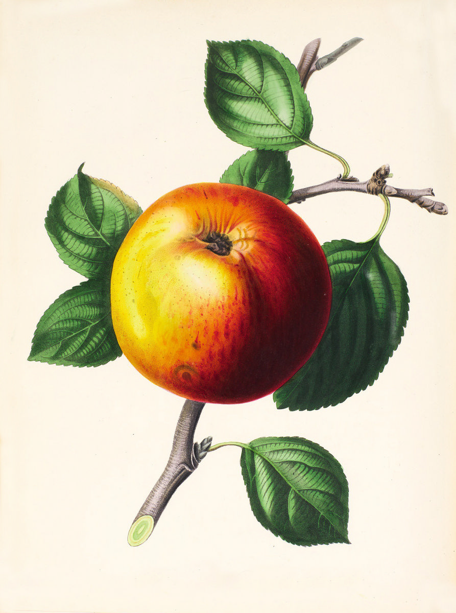 Ботаническая зарисовка яблони
