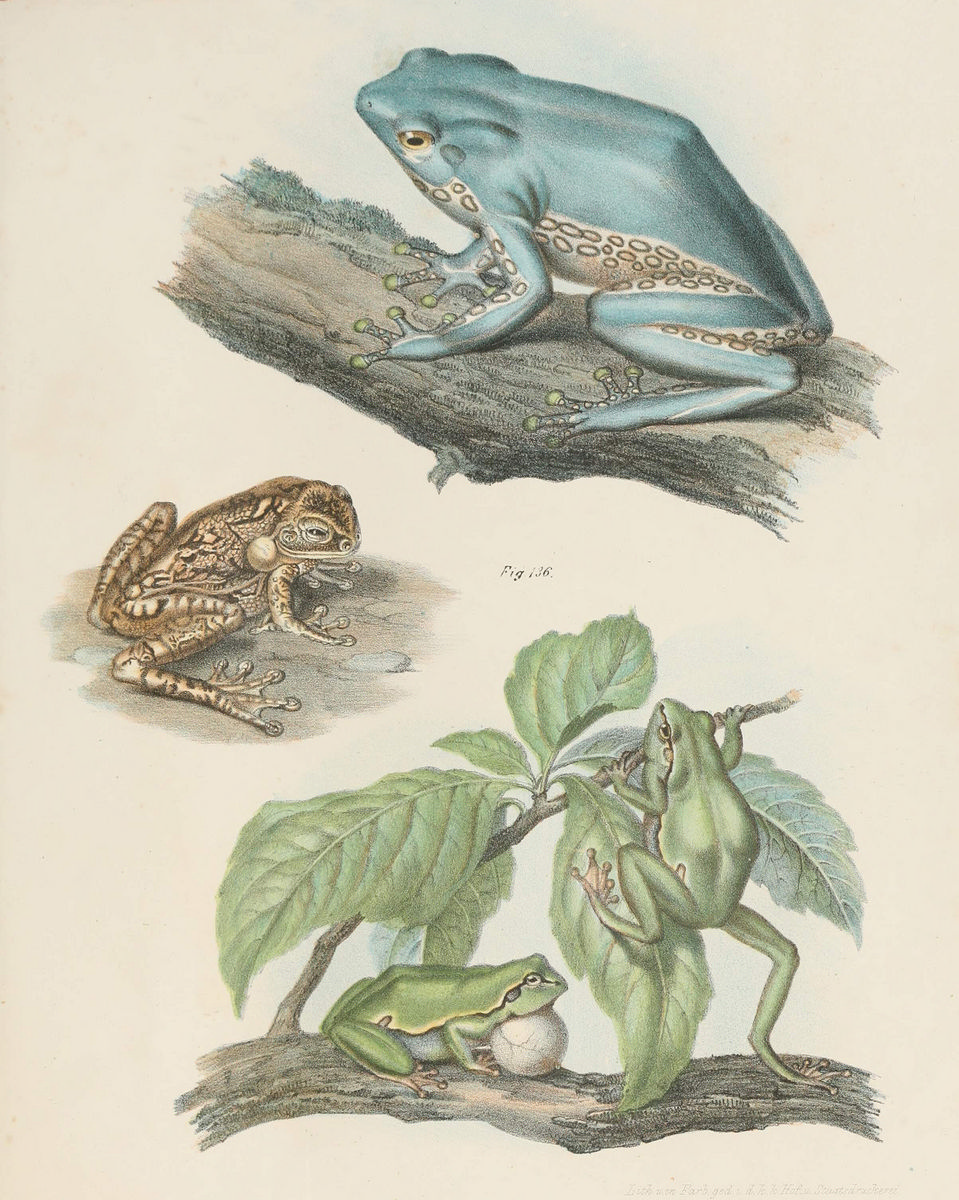 Лягушка Ботаническая иллюстрация